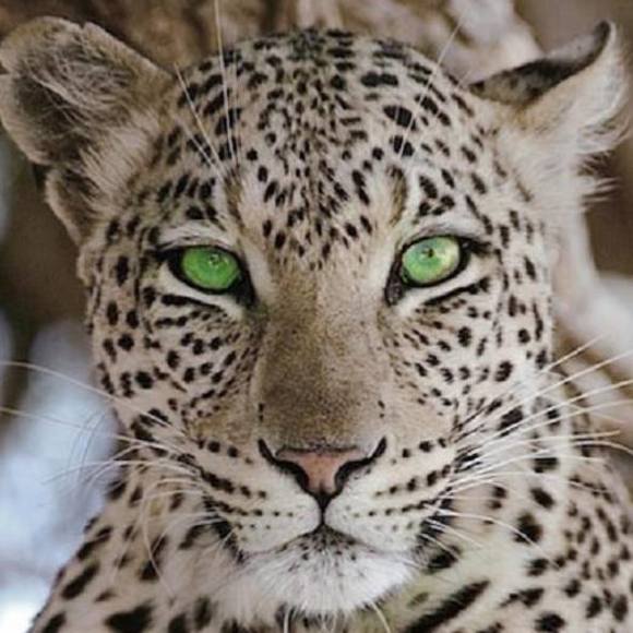 Meet your Posher, Natalia