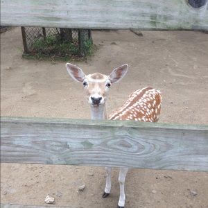 Meet your Posher, Madison