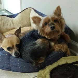 I love my baby girls! They are not for sale!