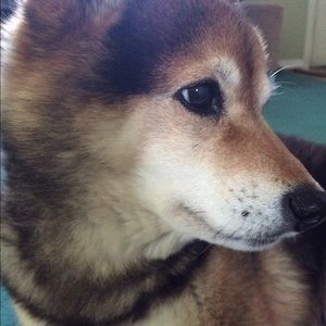 Meet your Posher, Aimee