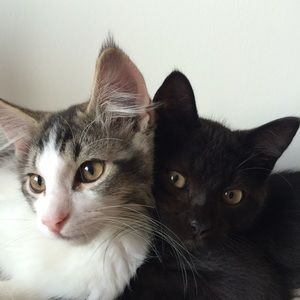 Meet your Posher, Logan