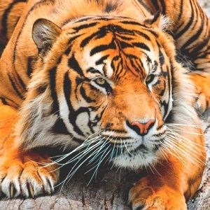 Meet your Posher, Kari