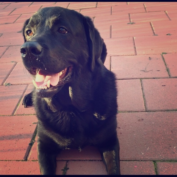 Handsome pup 💙🐾💙
