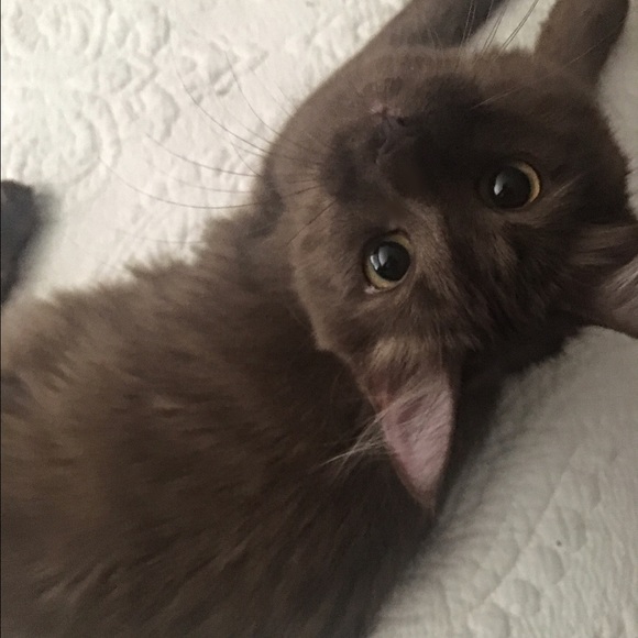 Meet your Posh Ambassador, Maddison! - Picture 2 of 7