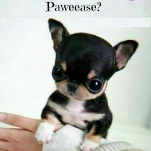 Meet your Posher, Brenda