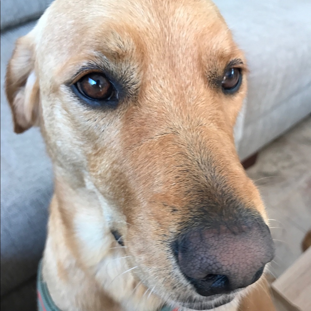 Meet your Posher, Elizabeth