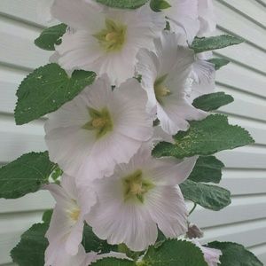 Meet your Posher, Anabbel