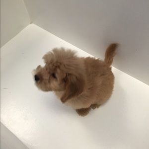 Meet your Posher, Russell