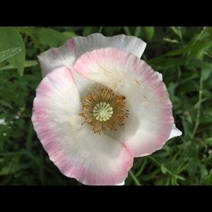 Meet your Posher, Krista