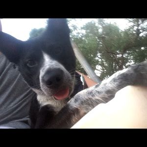 Meet your Posher, Cooper