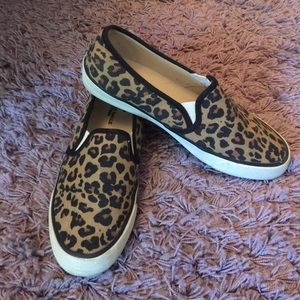 Cheetah espereldas🐆