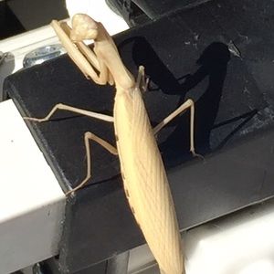 Meet your Posher, Jesse