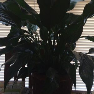 Meet your Posher, Vicky