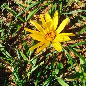 Meet your Posher, Libby