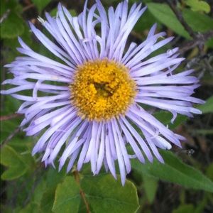 Meet your Posher, Janice