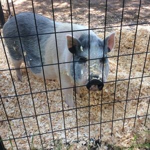 Meet your Posher, Susan