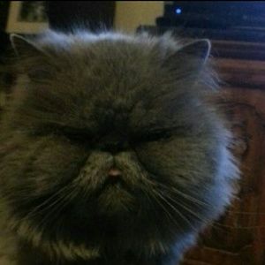 Meet your Posher, Leigh