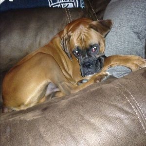 Meet your Posher, Casey