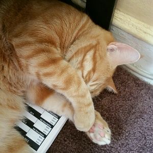 Meet your Posher, Cassandra