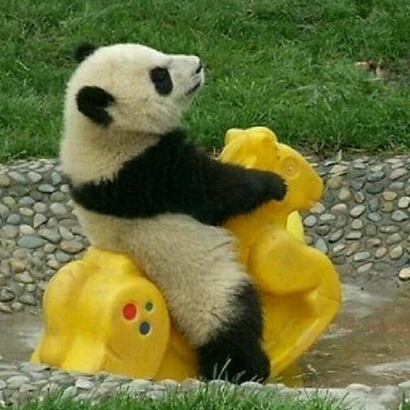 Meet your posher - Picture 2 of 2