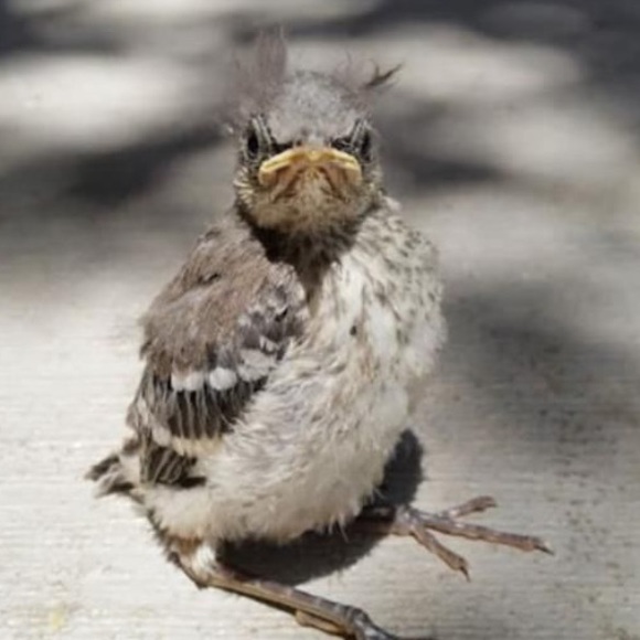 Meet your Posher, Sylvia - Picture 1 of 1