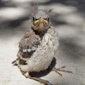 Meet your Posher, Sylvia