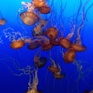 Meet your Posher, Alexandra