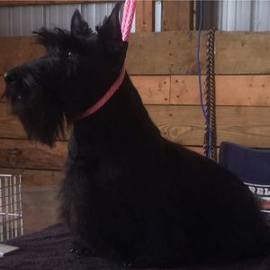 Meet your Posher, Kari