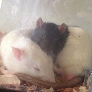 Meet your Posher, Jade