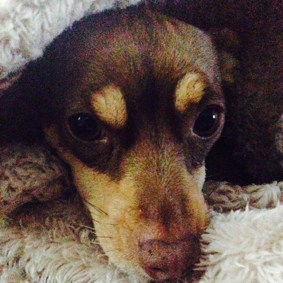 Meet your Posher, Stacey - Picture 3 of 4