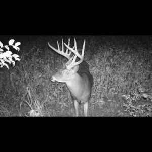 Meet your Posher, Marrcell