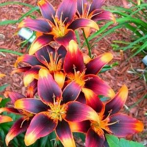 Meet your Posher, Tammi