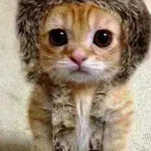 Meet your Posher, Alba