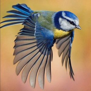 Meet your Posher, Nikky