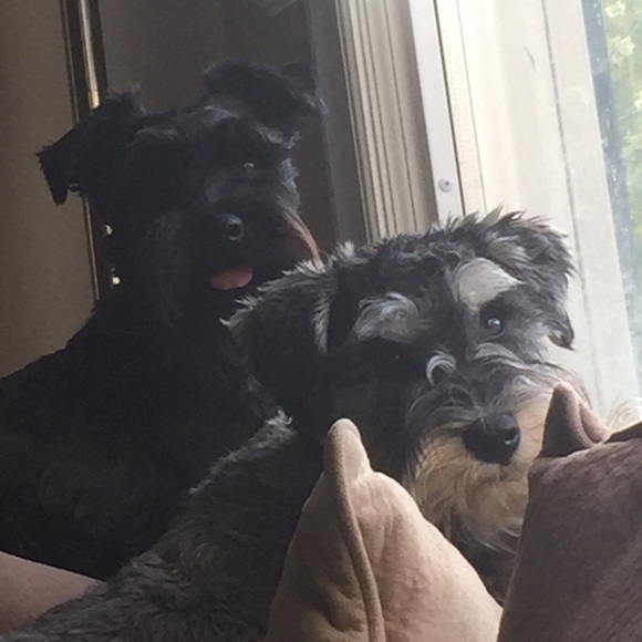 Meet the posher!!!๐๐ - Picture 2 of 4