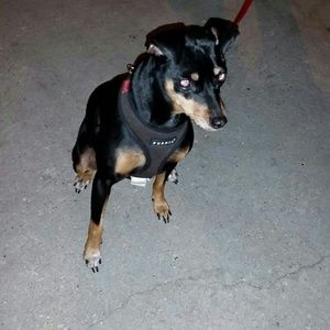 Meet your Posher, Ariel