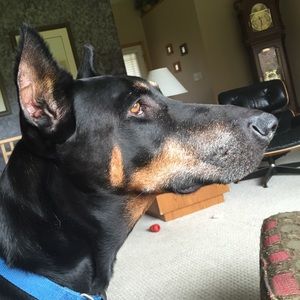 Meet your Posher, Sandi