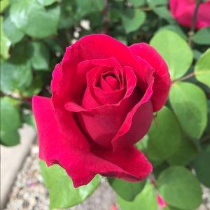 Meet your Posher, Teri