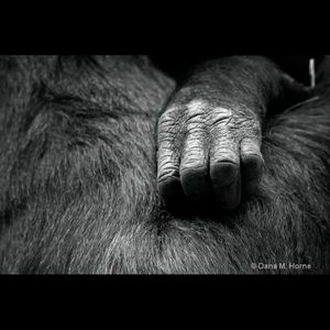 Meet your Posher, Aj