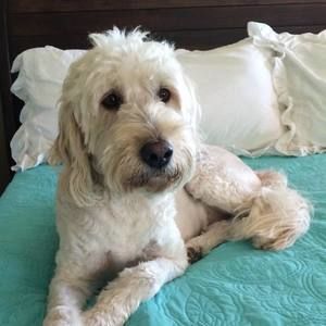 Meet your Posher, Ginger