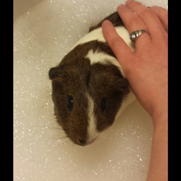 Meet my guinea pigs!๐ - Picture 2 of 3