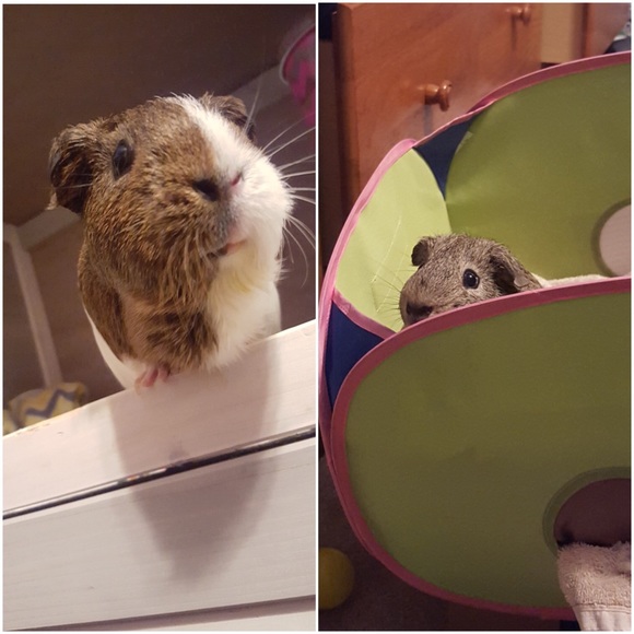 Meet my guinea pigs!๐ - Picture 3 of 3
