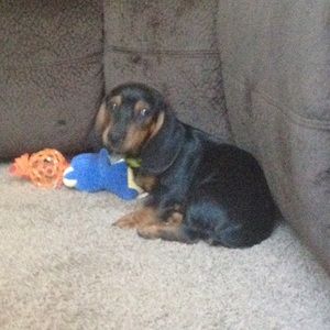 Meet your Posher, Breanna