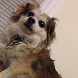 Meet your Posher, Jingb