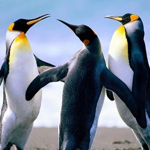 Meet your Posher, Jake