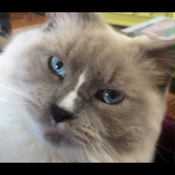 Meet your Posher, Tamara