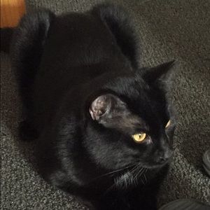 Meet your Posher, Destiny