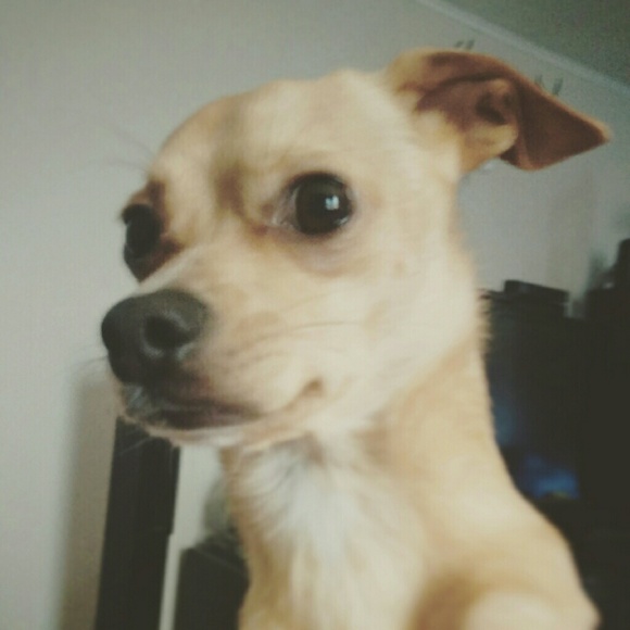 Meet your Posher, Maggie - Picture 2 of 4