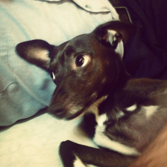 Meet your Posher, Maggie - Picture 3 of 4