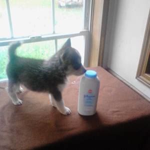 Meet your Posher, April